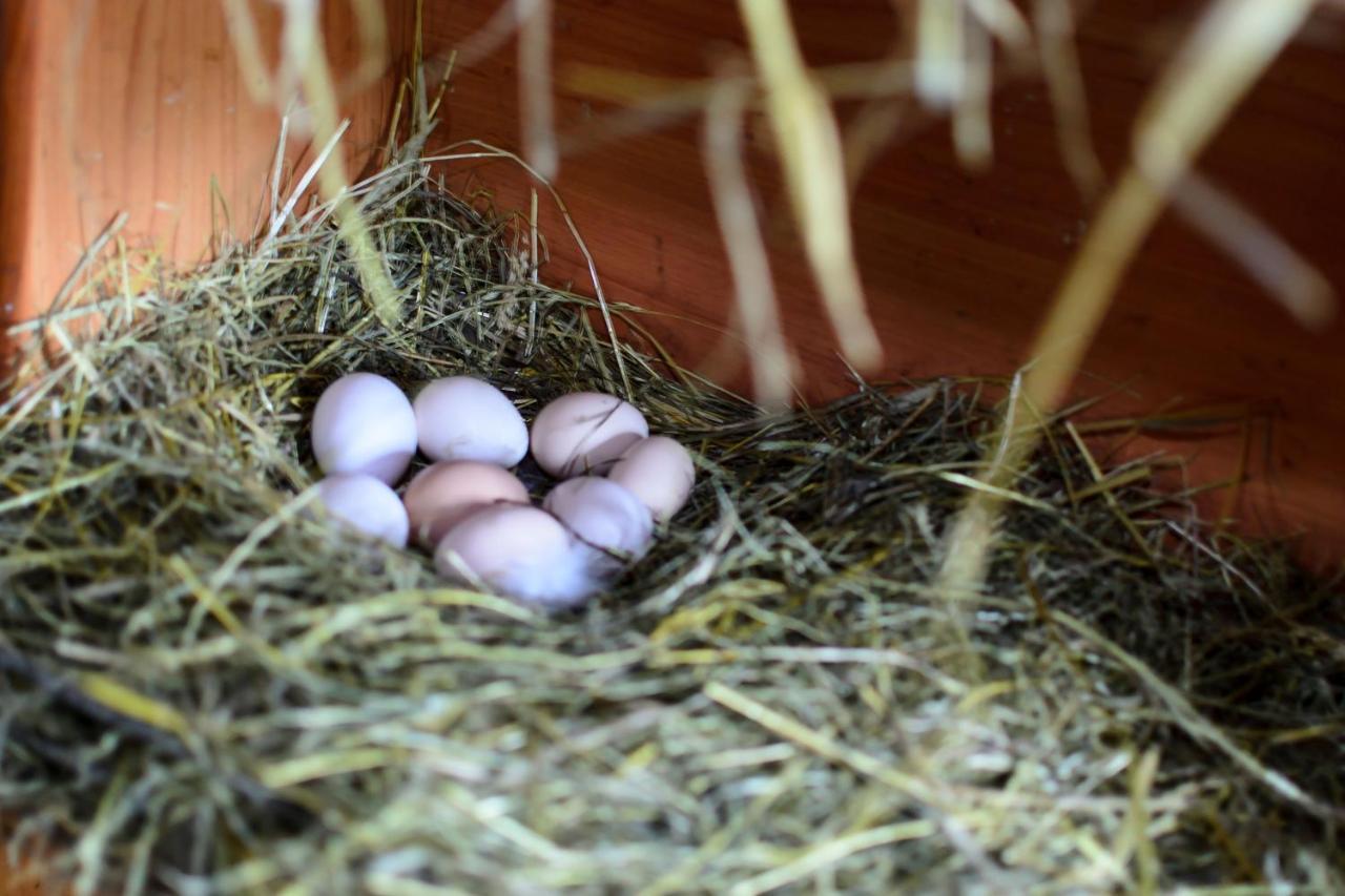 Zakatek Szczescia Eko Agroturystyka Kiwity Ngoại thất bức ảnh