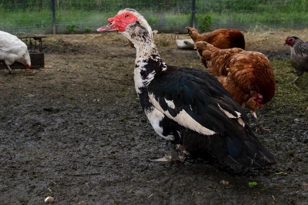 Zakatek Szczescia Eko Agroturystyka Kiwity Ngoại thất bức ảnh